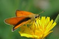 Butterfly Large Skipper (Ochlodes sylvanus). Royalty Free Stock Photo