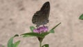 A butterfly Large Wall Brown /Lasiommata maera/ collects nectar on a clover flower