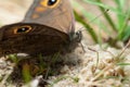 Butterfly large wall brown Royalty Free Stock Photo