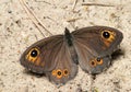 Butterfly large wall brown Royalty Free Stock Photo