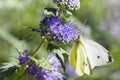 Butterfly Large white on Caryopteris or Bluebeard