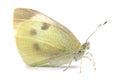 Butterfly - Large White (Pieris brassicae) on white