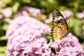 Butterfly Large Wings Sitting on Flower Leaves Petals Bush Insect Beautiful
