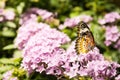 Butterfly Large Wings Sitting on Flower Leaves Petals Bush Insect Beautiful