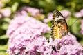 Butterfly Large Wings Sitting on Flower Leaves Petals Bush Insect Beautiful