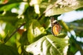 Butterfly Large Wings Sitting on Flower Leaves Petals Bush Insect Beautiful