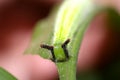 Butterfly larva