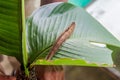 Butterfly larva catterpillar Royalty Free Stock Photo