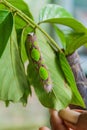 Butterfly larva catterpillar Royalty Free Stock Photo