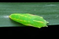 Butterfly larvae begin to pupate Royalty Free Stock Photo
