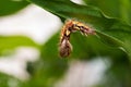 Butterfly larve hanging in leaf