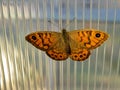 Butterfly Lasiommata megera close up