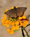 Butterfly, Lassen Volcanic National Park Royalty Free Stock Photo