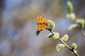 Butterfly (lat. Lepidoptera Linnaeus) Royalty Free Stock Photo