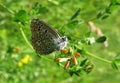 Butterfly on lathyrus flower in the meadow, closeup