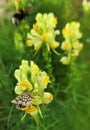 Butterfly Latticed Heath sitting on a flower