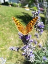 Butterfly on lavand