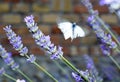 Butterfly and lavander bush