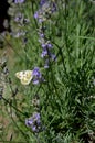 Butterfly on lavander flover. Butterfly on lavander bush.