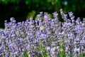 Butterfly in lavendel flowers in botanical garden