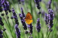Butterfly on Lavender Royalty Free Stock Photo