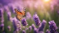 butterfly on lavender abstract spring or summer floral background with beautiful lavender flower against evening sunny sky Royalty Free Stock Photo