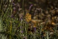 Butterfly in the Lavender bed Royalty Free Stock Photo