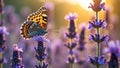 Butterfly on lavender blossoms at sunset with vibrant colors and soft light Royalty Free Stock Photo