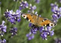 Butterfly and Lavender bush and flowers. Colorful meadow, Poland