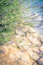 Butterfly at Lavender Bush Royalty Free Stock Photo