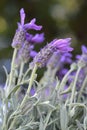 Butterfly lavender Royalty Free Stock Photo