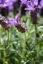 Butterfly lavender Royalty Free Stock Photo