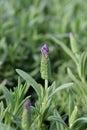 Butterfly lavender Royalty Free Stock Photo