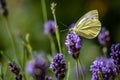 Butterfly on lavender close-up