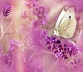 Butterfly on lavender - closeup Royalty Free Stock Photo