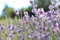 A butterfly in a lavender field in French Provence Royalty Free Stock Photo