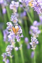 A butterfly in a lavender field in French Provence Royalty Free Stock Photo