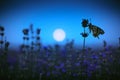 Butterfly in lavender field and moon light Royalty Free Stock Photo