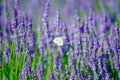 Butterfly in a lavender field Royalty Free Stock Photo