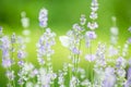 Butterfly in lavender field Royalty Free Stock Photo