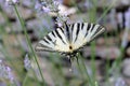 Butterfly on lavender