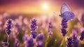 butterfly on lavender flower abstract spring summer floral background beautiful lavender flower Royalty Free Stock Photo