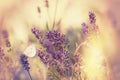 Butterfly on lavender flower, focus on white butterfly and selective focus on lavender Royalty Free Stock Photo