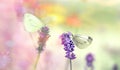 Butterfly on lavender flower, selective focus on white butterfly Royalty Free Stock Photo