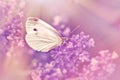 Butterfly on lavender flower, selective focus on white butterfly Royalty Free Stock Photo