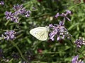 Butterfly on lavender flowers Royalty Free Stock Photo
