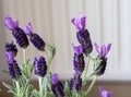 Butterfly lavender flowers in detail Royalty Free Stock Photo