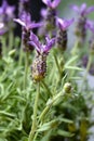 Butterfly lavender Royalty Free Stock Photo