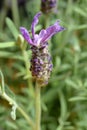 Butterfly lavender Royalty Free Stock Photo