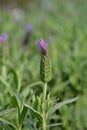 Butterfly lavender Royalty Free Stock Photo